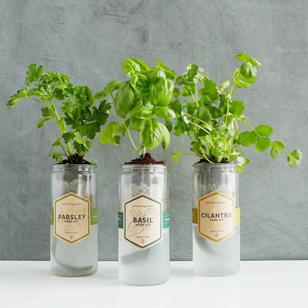 Clear Glass Jar Herb Garden